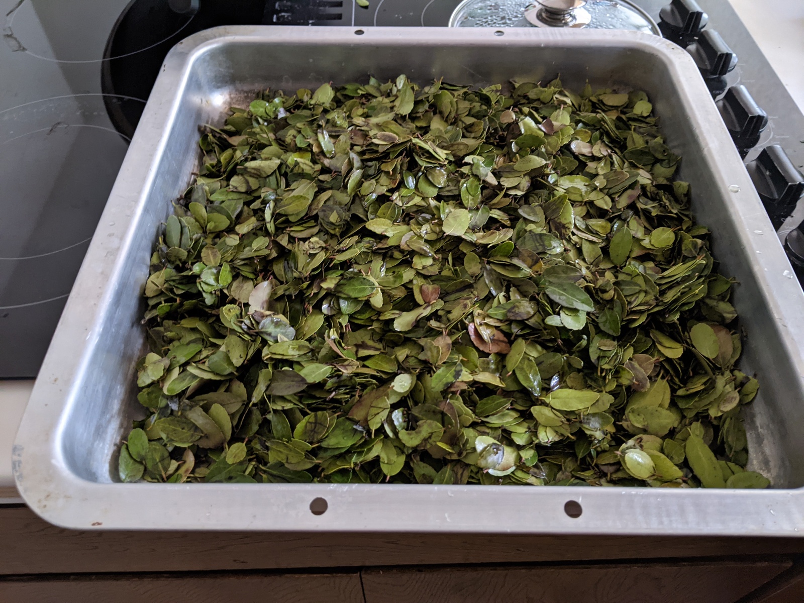 Yaupon Tea Making (February 2021)