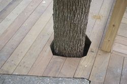 ../images/deck-2013/tree-hole-north.250x188.jpg